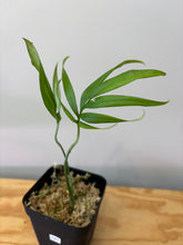 Load image into Gallery viewer, 127. Amydrium Zippelanium