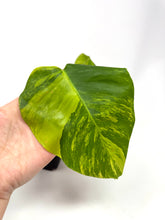 Load image into Gallery viewer, Monstera Deliciosa Aurea Variegated A