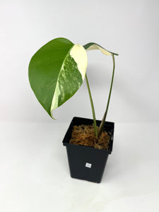 Monstera Deliciosa Albo Variegated H