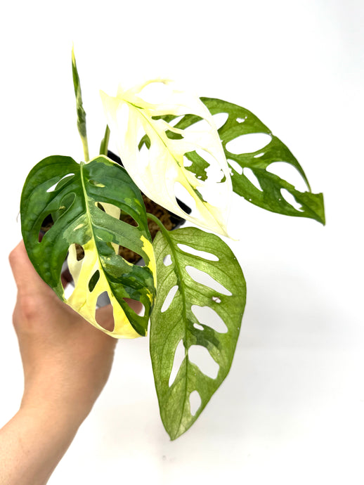 Monstera Adansonii Albo Variegated E