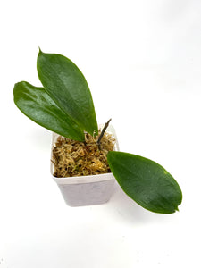 Hoya Vorapol
