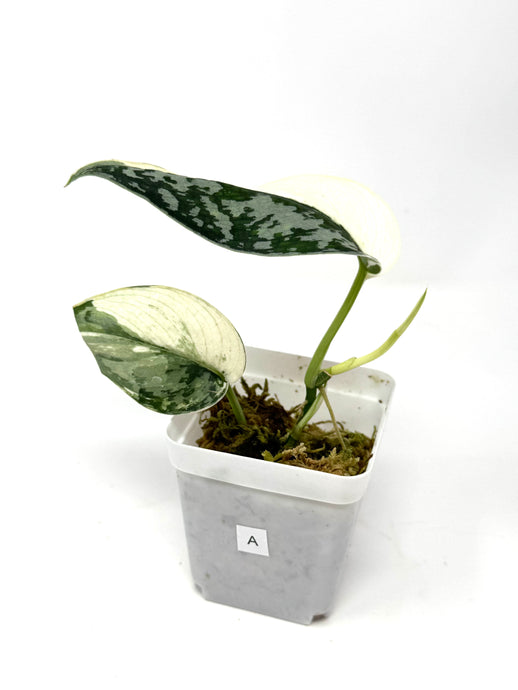 Scindapsus Mayari Variegated A