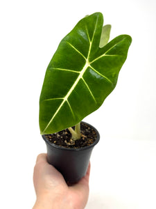 Alocasia Frydek