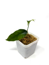 Load image into Gallery viewer, Hoya Danumensis