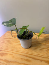 Load image into Gallery viewer, 186. Scindapsus Jade Satin Variegated