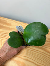 Load image into Gallery viewer, 92. Hoya Kerrii Variegated (inner)