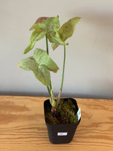 Load image into Gallery viewer, 284. Syngonium Podophyllum Milk Confetti