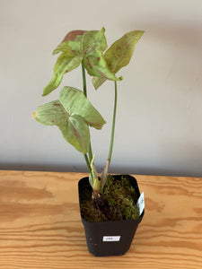 284. Syngonium Podophyllum Milk Confetti