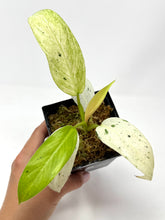 Load image into Gallery viewer, Philodendron Whipple Way B