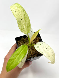 Philodendron Whipple Way B
