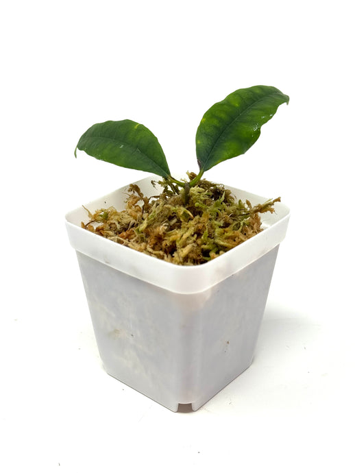 Hoya Sammannaniana