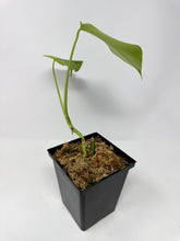 Load image into Gallery viewer, Monstera Deliciosa Aurea Variegated