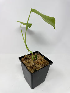 Monstera Deliciosa Aurea Variegated
