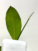 Load image into Gallery viewer, Hoya Hamiltoniorum