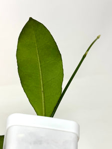 Hoya Hamiltoniorum