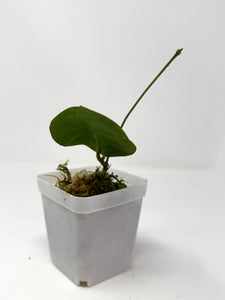 Hoya Mitrata Silver D
