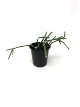 Load image into Gallery viewer, Rhipsalis Pilocarpa