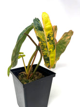 Load image into Gallery viewer, Philodendron Billietiae Variegated B