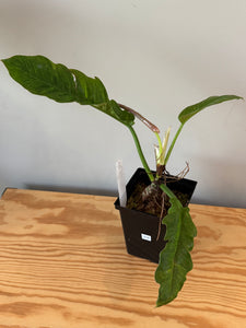 274. Philodendron Ring of Fire