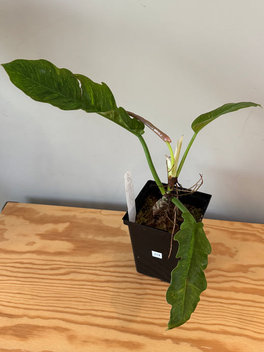 274. Philodendron Ring of Fire