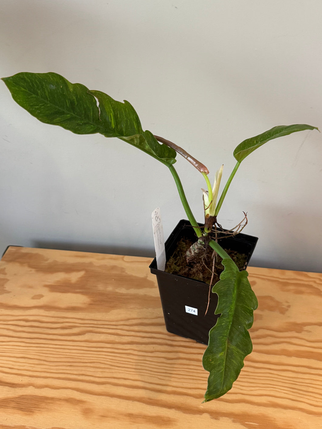 274. Philodendron Ring of Fire