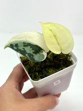 Load image into Gallery viewer, Scindapsus Mayari Variegated G