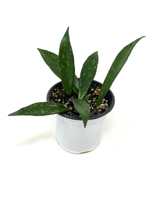 Hoya Pubicalyx