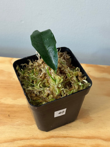 40. Hoya sp.