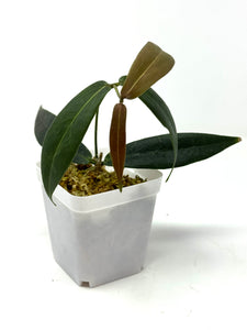 Hoya Brassii