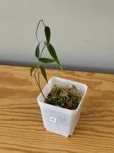 Load image into Gallery viewer, 33. Hoya Leucantha
