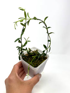 Hoya Engleriana