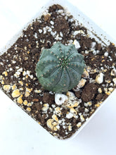 Load image into Gallery viewer, Euphorbia Obesa (Ships within Canada only)