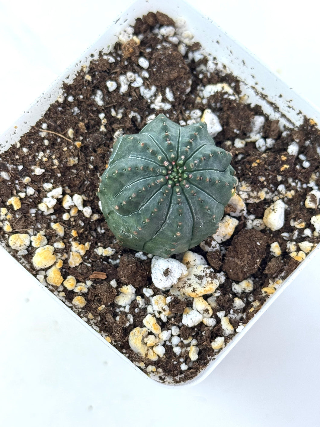 Euphorbia Obesa (Ships within Canada only)