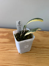 Load image into Gallery viewer, 318. Hoya Kerrii Albo Variegated