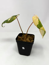 Load image into Gallery viewer, Philodendron Gloriosum Variegated A