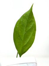 Load image into Gallery viewer, Hoya Praetorii