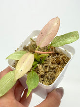 Load image into Gallery viewer, Philodendron Whipple Way