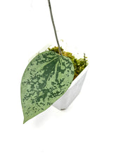 Load image into Gallery viewer, Hoya Glabra Silver D