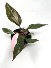 Load image into Gallery viewer, Philodendron Pink Princess