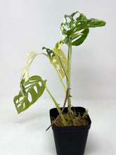 Load image into Gallery viewer, Monstera Adansonii Variegated D