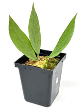 Load image into Gallery viewer, Hoya Germany Silver F