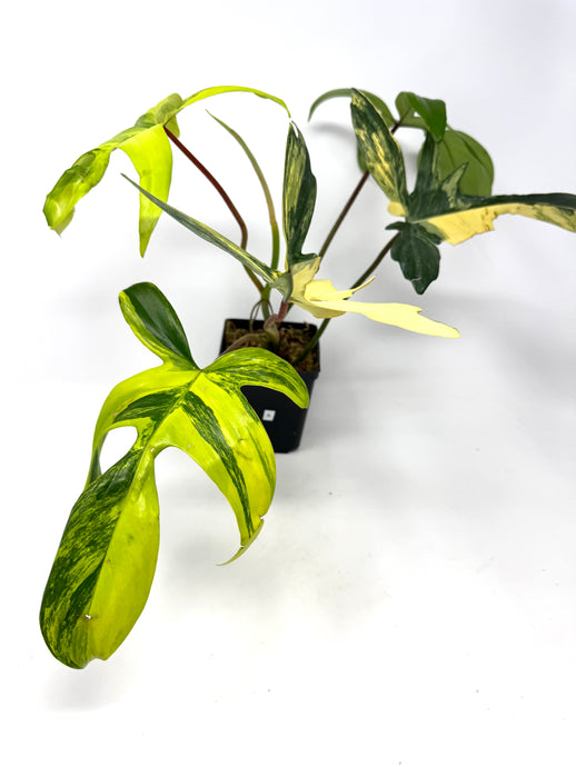 Philodendron Florida Beauty A