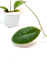 Load image into Gallery viewer, Hoya Forbesii Silver