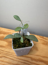 Load image into Gallery viewer, 162. Hoya Nummularioides Silver