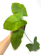 Load image into Gallery viewer, Philodendron Tenue