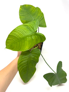 Philodendron Tenue