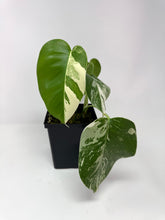 Load image into Gallery viewer, Monstera Deliciosa Albo Variegated C