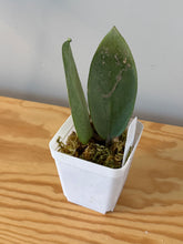 Load image into Gallery viewer, 171. Hoya Silver Dollar