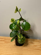 Load image into Gallery viewer, 115. Peperomia Obtusifolia Variegated (ships within Canada only)