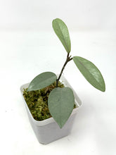 Load image into Gallery viewer, Hoya Wilbur Graves Silver A